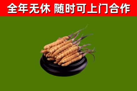 监利市回收散虫草